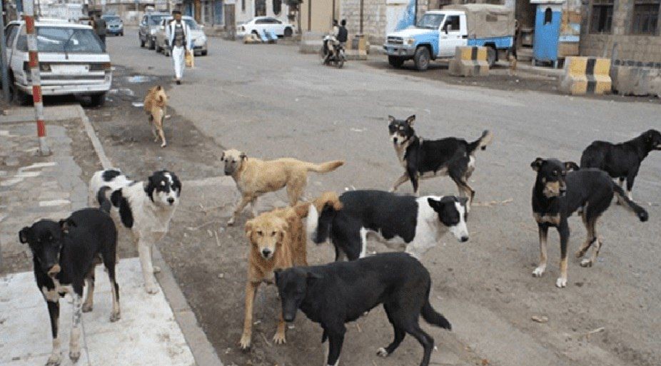 الكلاب الضالة: أنياب مفترسة تجوب شوارع تعز